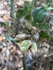 Heteroecus dasydactyli