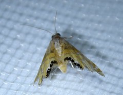 Petrophila daemonalis