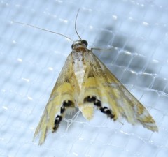 Petrophila daemonalis