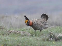 Tympanuchus pallidicinctus