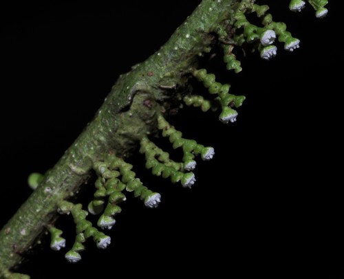 Polystroma