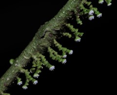 Polystroma fernandezii