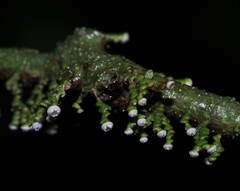 Polystroma fernandezii