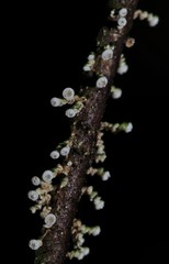 Polystroma fernandezii