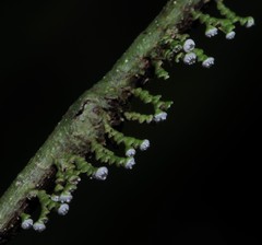 Polystroma fernandezii