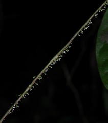 Polystroma fernandezii