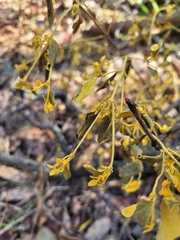 Notothixos subaureus