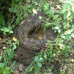 Trypocopris pyrenaeus