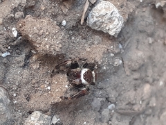 Salticidae