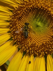 Megachile inimica