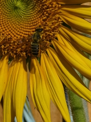 Megachile inimica