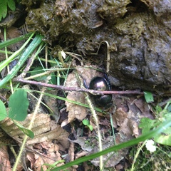 Trypocopris pyrenaeus