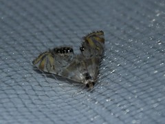 Petrophila heppneri