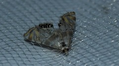 Petrophila heppneri
