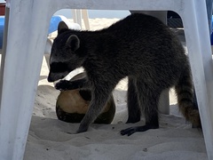 Procyon pygmaeus