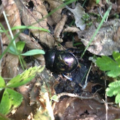 Trypocopris pyrenaeus