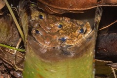 Osteocephalus oophagus