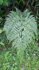Davallia divaricata