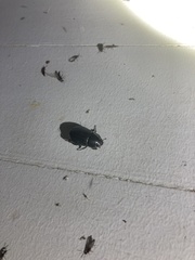 Dyscinetus morator