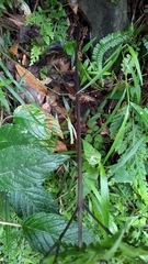Davallia divaricata