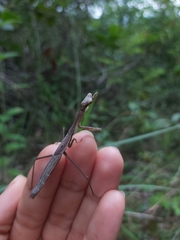 Stagmomantis nahua