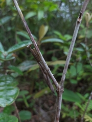 Stagmomantis nahua