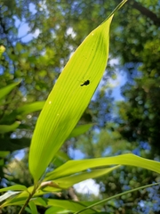 Phymatapoderus