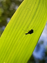 Phymatapoderus