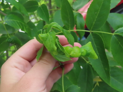 Prociphilus fraxinifolii