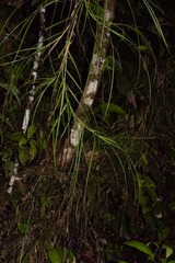 Scleria secans