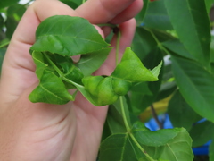 Prociphilus fraxinifolii