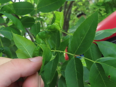 Prociphilus fraxinifolii