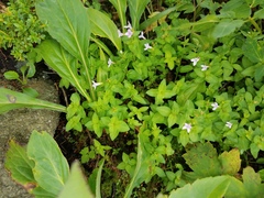 Houstonia montana
