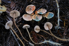 Pseudobaeospora stevensii