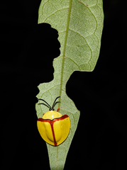 Paraselenis normalis