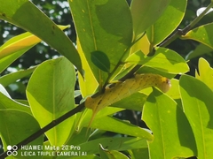 Amplypterus panopus