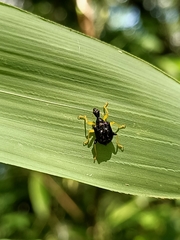 Phymatapoderus