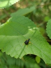 Phymatapoderus