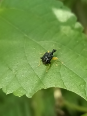 Phymatapoderus
