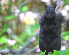 Sciurus carolinensis