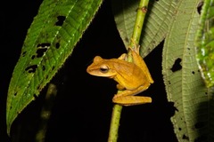 Boana multifasciata