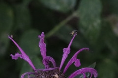 Lasioglossum imitatum