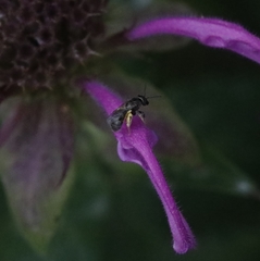 Lasioglossum imitatum