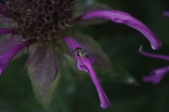 Lasioglossum imitatum