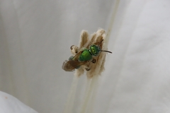 Agapostemon melliventris