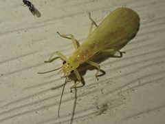 Alloperlini