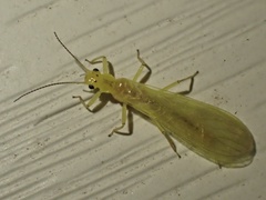 Alloperlini