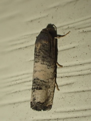 Epiblema desertana