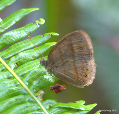 Mycalesis fusca
