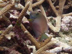 Ctenochaetus cyanocheilus